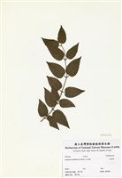 藏品(毛茉莉)的圖片